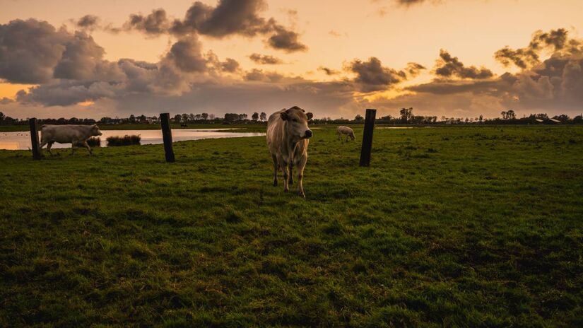 A capital bovina. O país tem uma relação íntima com a pecuária, abrigando uma população de gado que supera em quase quatro vezes a humana, são quase 4 vacas para cada habitante. Foto: Freepik