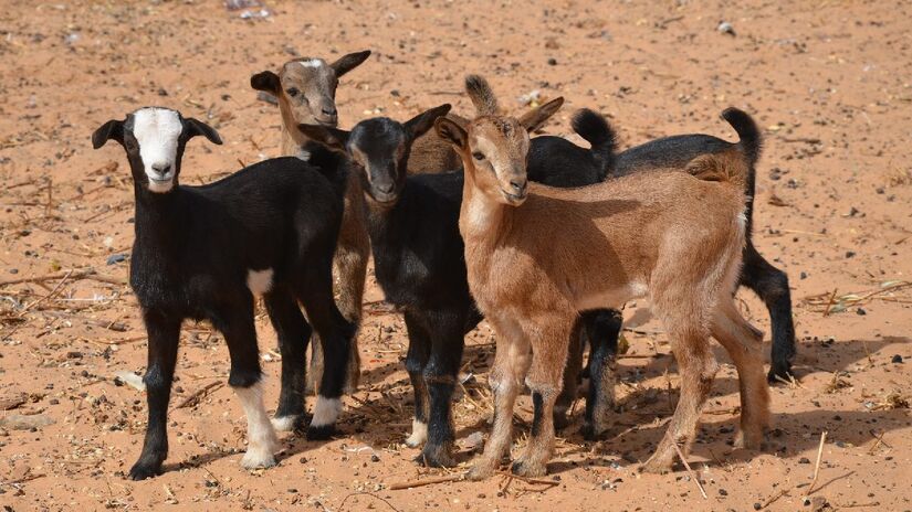 O bode é uma das poucas produções agropecuárias que vingam no Árido. Imagem: PxHere