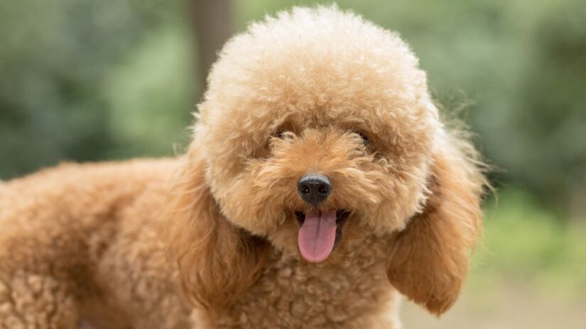 Em 1997 foram 3.193 registros de poodles, mas em 2022 esse número despencou para 501, mesmo com o mercado pet em crescimento (Foto: Freepik)