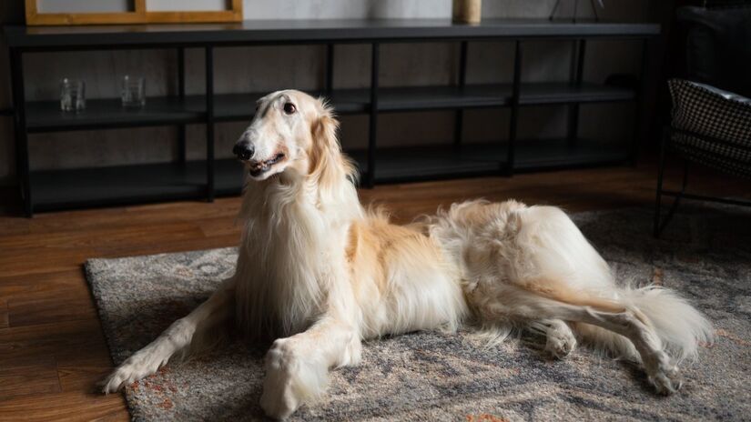 Em contrapartida, galgo afegão foi considerada a raça mais difícil de ser ensinada