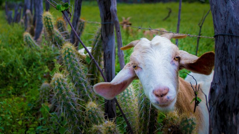 Animal possui importância econômica e cultural para a região. Imagem: Thyciano Almeida/Wikimedia Commons