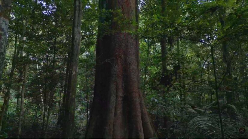 Árvores gigantes, rios claros e trilhas longas revelam a dimensão monumental da floresta