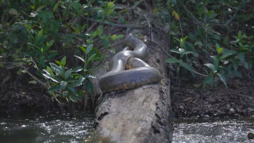 A viagem começa em Macapá e segue por estrada e rio até áreas pouco acessíveis do parque