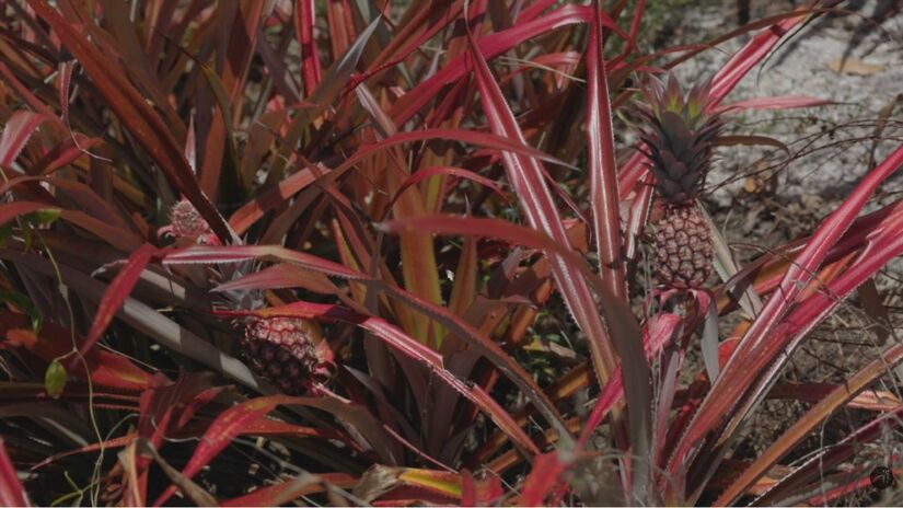 A base Jupará funciona como ponto de acampamento para quem explora trilhas e corredeiras