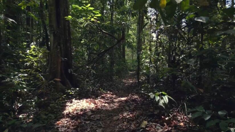 O parque abriga biodiversidade rara e segue como referência de conservação na região Norte (Fotos: Reprodução/Youtube)