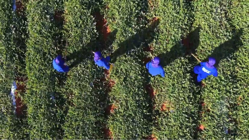 A maior fazenda de melões do Brasil fica no Nordeste e colhe até 1 milhão de frutos por dia