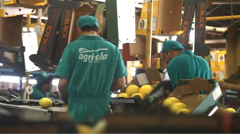 A Agrícola Famosa transforma o clima semiárido em alta produtividade com 11 mil hectares plantados