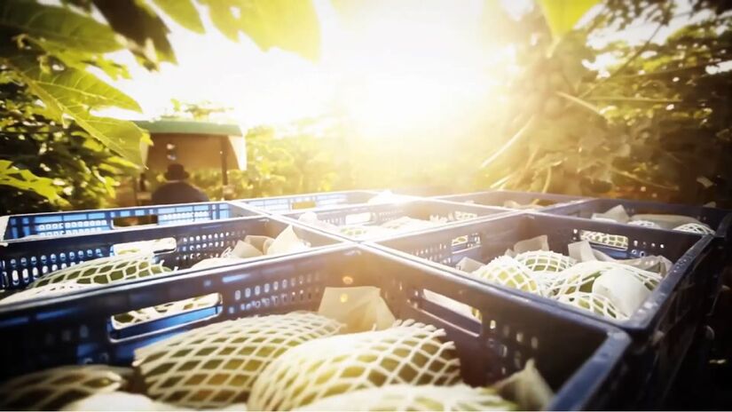 A fazenda domina toda a cadeia produtiva, da irrigação ao transporte, garantindo qualidade constante