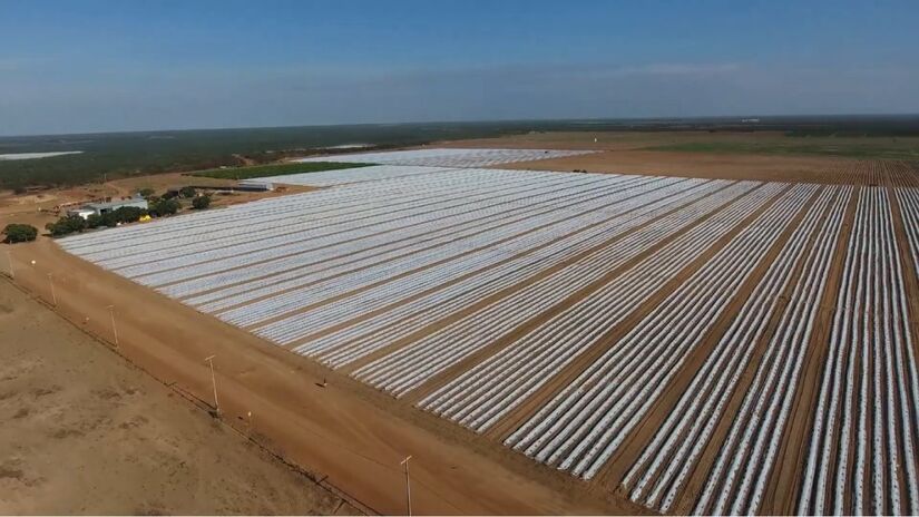 A tecnologia de irrigação e logística permite colheitas contínuas durante todo o ano