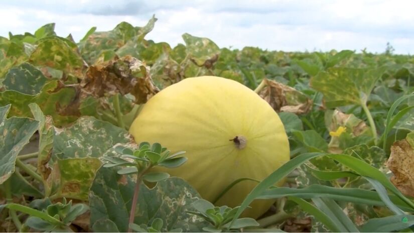 A produção recorde reforça o papel do Nordeste como potência no agronegócio brasileiro (Fotos: Reprodução/Youtube)