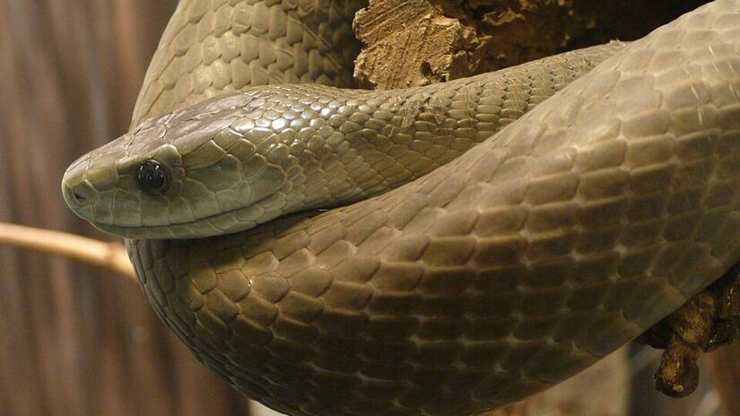 7. Mamba Negra (Foto: TimVickers/Wikimedia Commons)