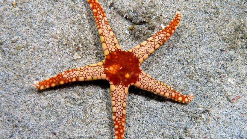 Ser faz parte do mesmo filo das estrelas-do-mar. Imagem: Nhobgood/Wikimedia Commons