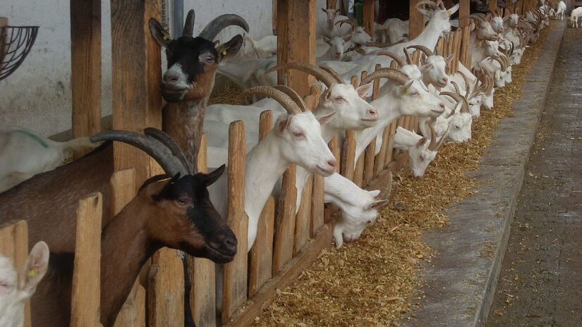 Município possui 16 bodes para cada habitante. Imagem: PxHere