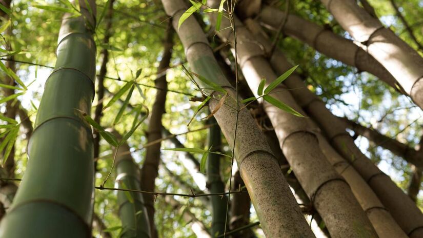 Bambu da sorte muito presente na Ásia, é usado como símbolo de crescimento e prosperidade, principalmente em momentos de mudança de casa ou início de projetos. Foto: Freepik