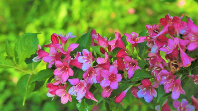 O cultivo eficiente depende da exposição solar. A primavera necessita de luz direta abundante para florescer. Paredes voltadas para o norte ou oeste costumam oferecer as melhores condições de insolação. Foto: PxHere