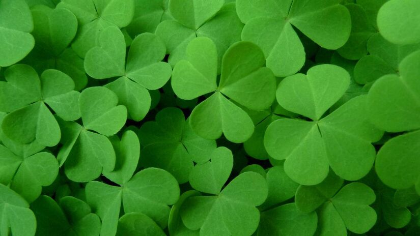 Trevo de quatro folhas ligado à sorte em países como Irlanda, é associado a fé, esperança, amor e fortuna, e costuma ser encontrado por acaso em jardins e campos. Foto: Freepik