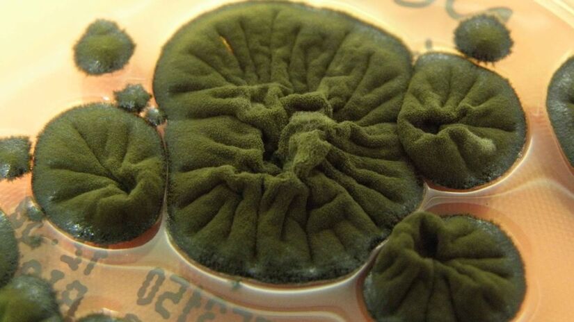 O fungo parece se alimentar de radiação. Imagem: Rui Tomé/Atlas Micologia de Coimbra