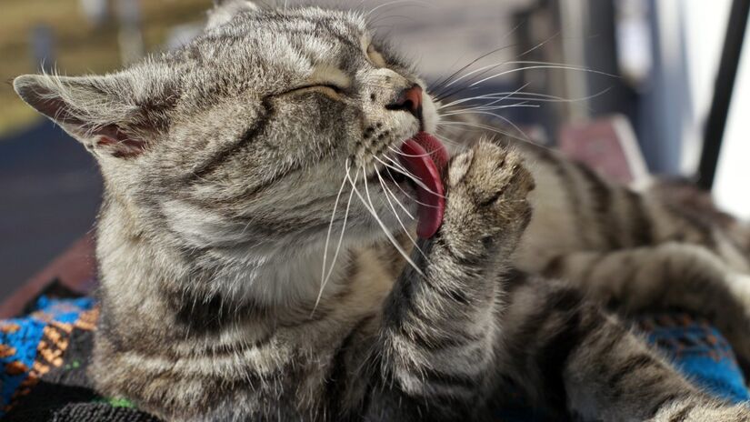 Observar a reação dos felinos a cada cheiro pode te ajudar a entender eles (Fotos: Freepik)