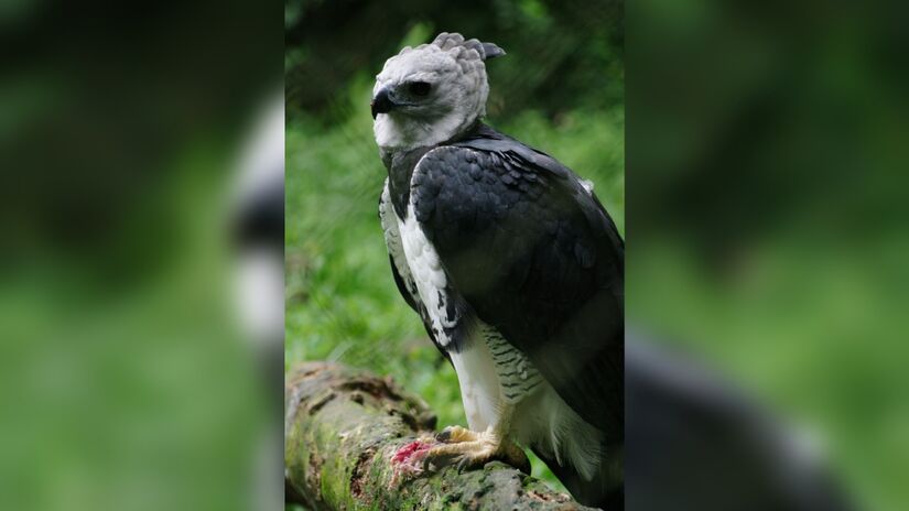 É predadora de topo: depende de grandes extensões de mata em pé para caçar, circular e se reproduzir. Quando ela desaparece, geralmente não some sozinha.