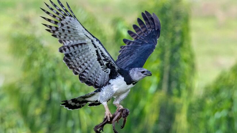 A harpia (Harpia harpyja), também chamada de águia-harpia e, no Brasil, de gavião-real, está entre as maiores aves de rapina do mundo.