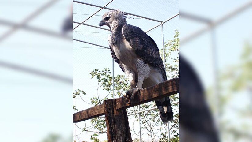 A harpia precisa de floresta alta, com árvores grandes, justamente as primeiras a cair quando a paisagem vira pasto, lavoura ou loteamento. Fotos: Wikimedia Commons