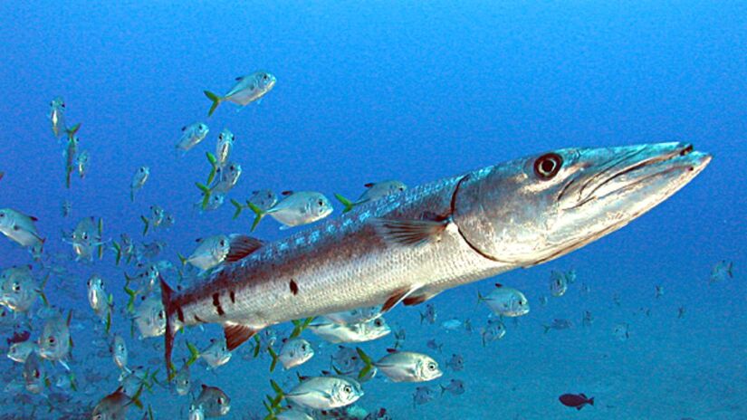 8. Barracuda (Foto: Aquaimages/Wikimedia Commons)