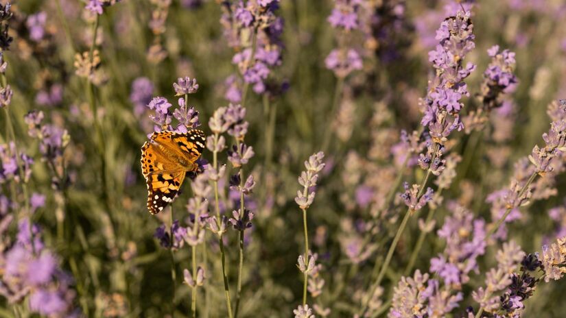 Ao combinar lavanda com outras espécies, como asclépsias, manjericão, alecrim e flores nativas, o jardim vira um refúgio cheio de vida para borboletas o ano todo (Fotos: Freepik)