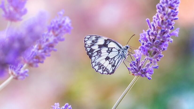 Regar apenas quando o solo estiver seco, sem encharcar, ajuda a manter a lavanda saudável e florida por mais tempo