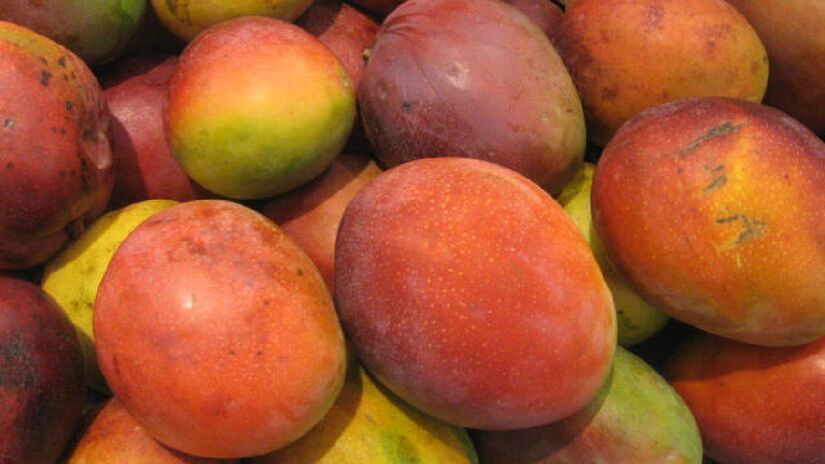 A manga já é conhecida por ser nutritiva. Imagem: Junius/Wikimedia Commons