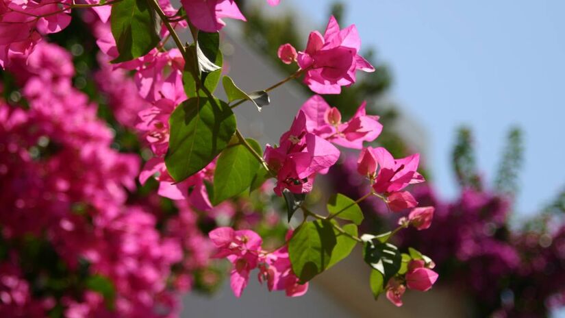 A característica trepadeira da buganvília permite um crescimento vertical de vários metros se houver suporte. Isso a torna perfeita para varandas, pois soma presença sem roubar espaço no piso. Foto: PxHere