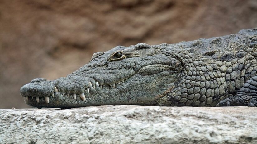 1. Crocodilo do Nilo (Foto: Leigh Bedford/Wikimedia Commons)
