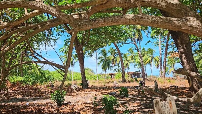 Por serem animais arbóreos, ou seja, viverem em árvores, os esquilos se adaptaram bem ao ambiente tropical de Santo Aleixo (Foto: Reprodução YouTube/Viagens da Gabi)