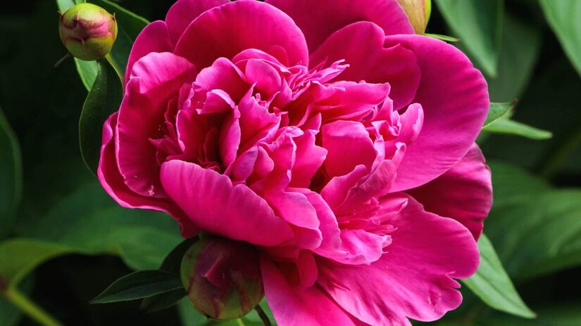 Peônia valorizada na China e no Japão, está relacionada a amor duradouro e prosperidade, especialmente quando usada em jardins e buquês delicados. Foto: Pixnio