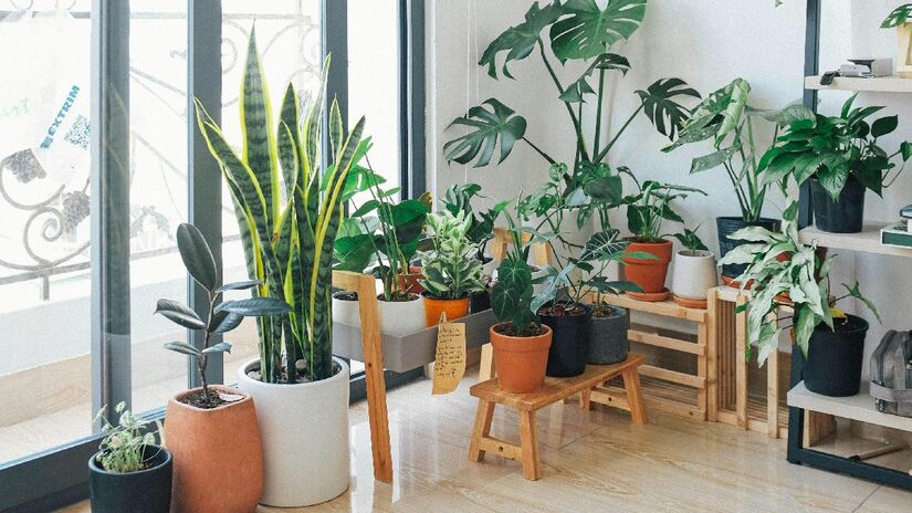 Aposte nas plantas: plantinhas são perfeitas para purificar o ambiente, tanto quimicamente quanto espiritualmente. Não tenha medo de encher sua casa de plantas se for necessário, elas renovarão naturalmente as energias. Imagem: Pexels