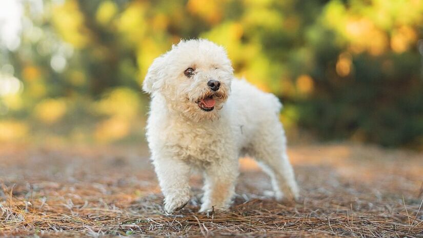 Com a reprodução acelerada e irresponsável para atender à demanda, os poodles começaram a apresentar problemas de saúde (Foto: Donespacial/Wikimedia Commons)