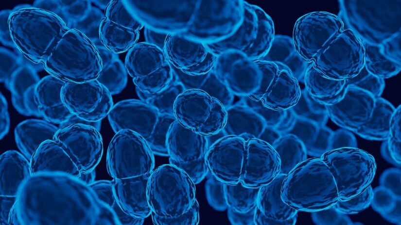 5. Fortalece o sistema imunológico (ação antibacteriana, antifúngica, antiviral e estímulo das defesas naturais)