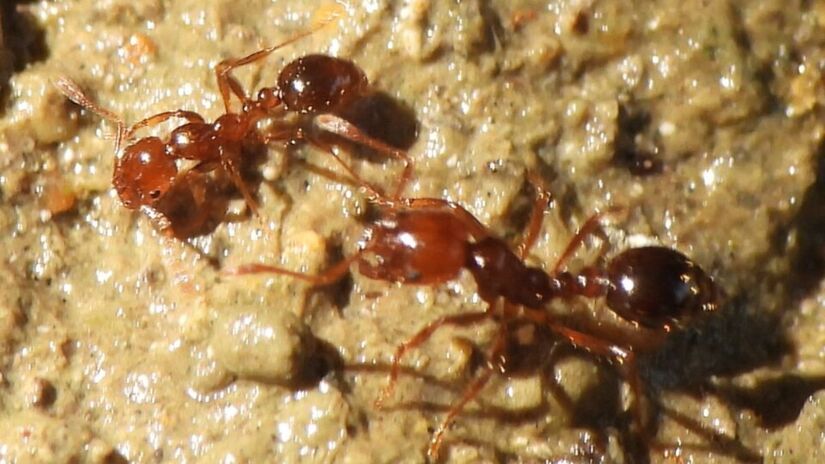 2. Formiga de Fogo (Foto: Sam Kieschnick/Wikimedia Commons)