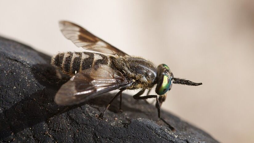 4. Mutuca (Foto: kallerna/Wikimedia Commons)