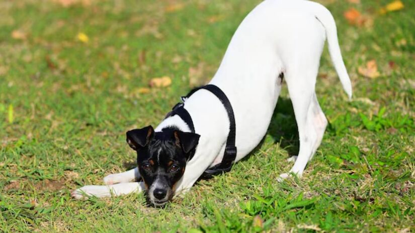 O alongamento de saudação é uma forma de comunicação positiva entre o cão e seu tutor, indicando que o animal está feliz com o reencontro e se sentindo confortável.