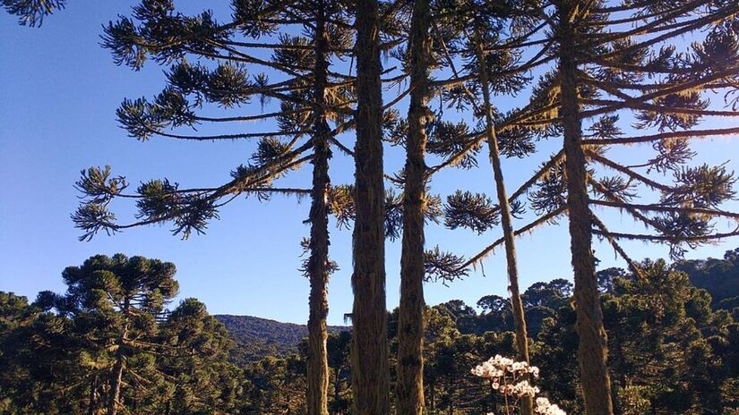 Localizada a mais de 1.335 metros de altitude na serra catarinense Urupema ostenta o título de cidade mais fria do Brasil e atrai turistas que desejam vivenciar temperaturas extremas que já chegaram a marcar -6&ordm; C na praça principal. O município se consolidou como referência nacional de inverno rigoroso e registrou recentemente índices negativos até mesmo no mês de abril reforçando sua fama de destino perfeito para quem ama o frio.