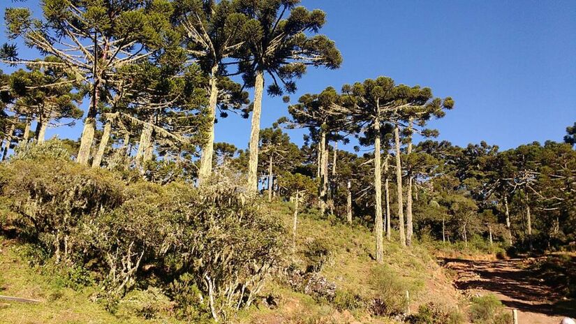 No alto do Morro das Torres um fenômeno natural desafia a ciência e transforma a paisagem em algo inédito no mundo ao criar a conhecida cascata de gelo. A combinação de ventos polares moderados com temperaturas abaixo de zero faz com que as quedas d'água congelem e formem cristais estáticos gigantescos considerados a maior escultura de gelo natural a céu aberto do planeta. É um cenário deslumbrante e surpreendente para um país tropical como o Brasil e se tornou o cartão-postal mais cobiçado da região. Fotos: Wikimedia Commons