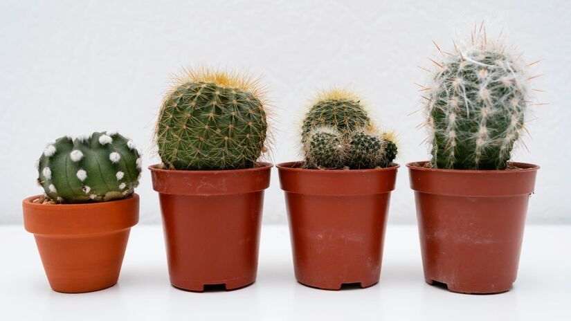 6. Plantas com espinhos