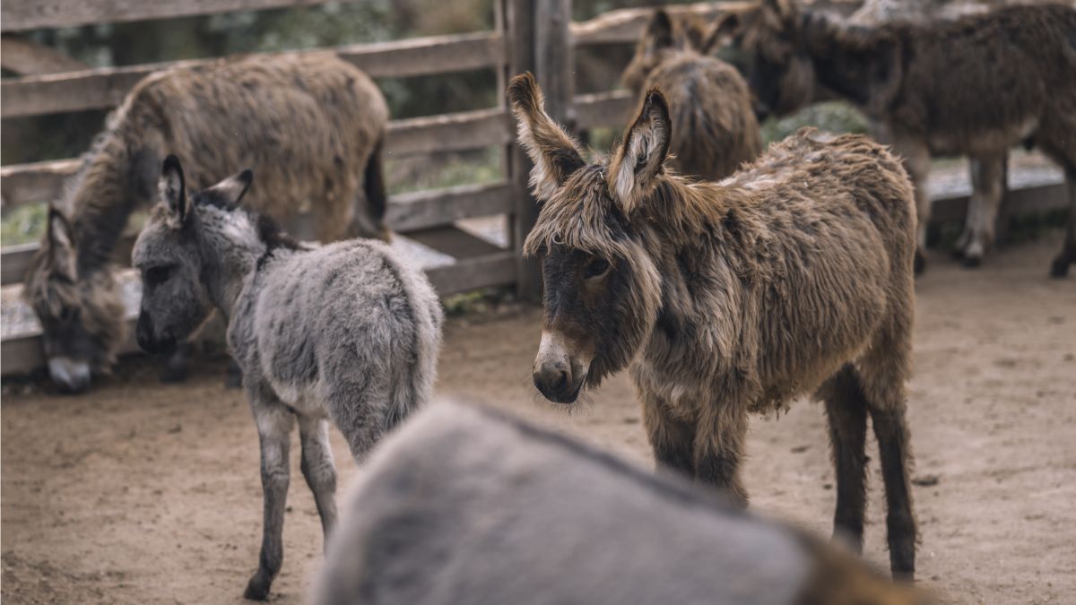 Qual é o coletivo de burro? Poucos sabem, mas existem mais de 10 ...