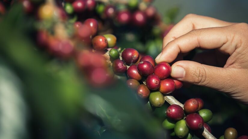 Antes de virar pó e bebida, o café nasce em forma de uma pequena bola vermelha, conhecida como cereja do café, que cresce diretamente nos ramos da planta