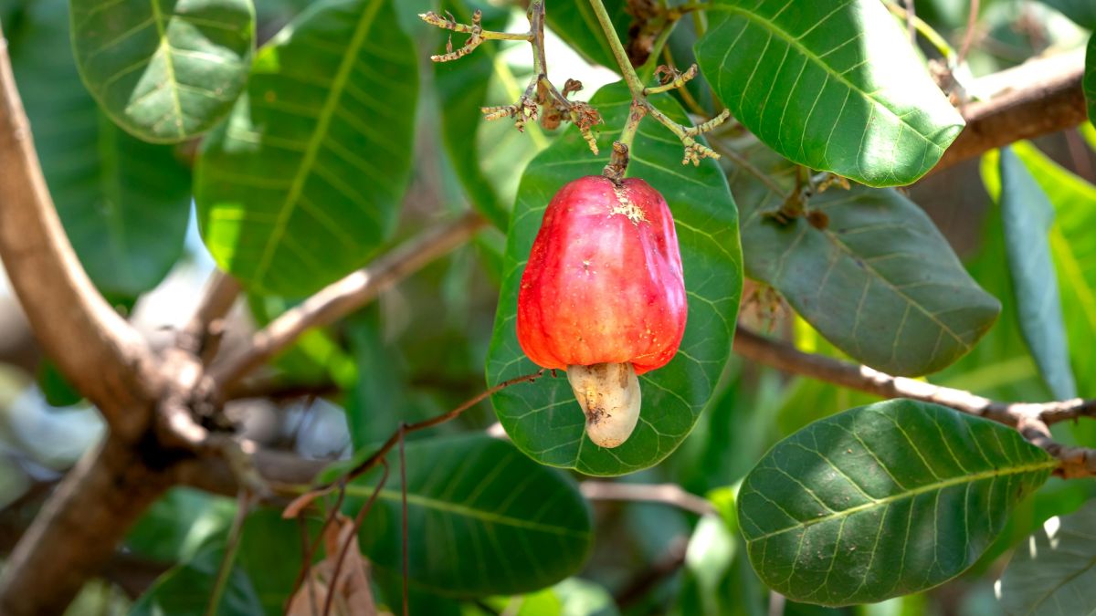 Với những ưu điểm đó, giống cây điều lùn chín sớm do Embrapa phát triển đang trở nên phổ biến ở các trang trại, vườn nhà và thậm chí cả trong các chậu lớn nhờ khả năng chịu hạn và tốc độ ra quả nhanh.