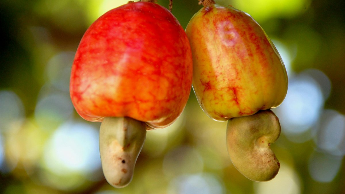 Được biết đến rộng rãi với tên gọi "mật ong vùng Đông Bắc", cây điều là một trong những loài cây nổi tiếng nhất của Brazil, cung cấp hai loại thực phẩm được yêu thích: quả điều và hạt điều.