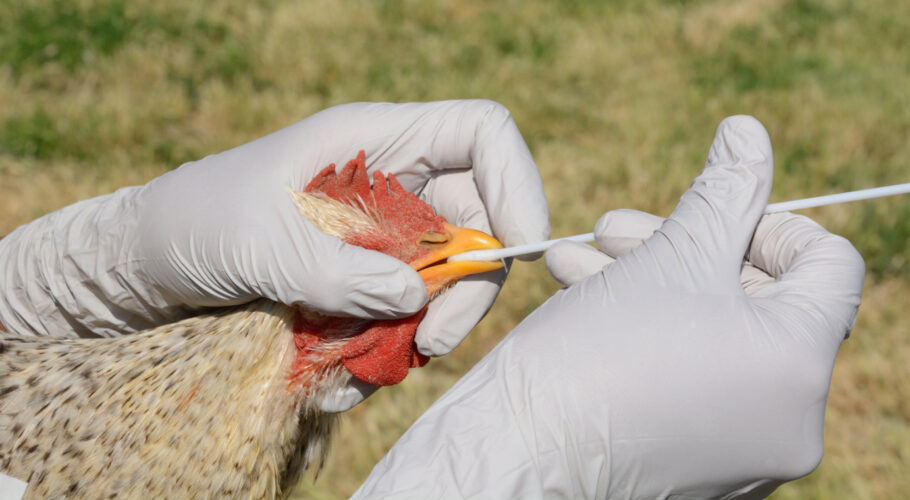 A Gazeta  Gripe aviária: saiba como são identificados os animais