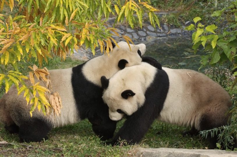 Fundo Uma Imagem De Urso Panda Sentado Em Bambu Fundo, Panda