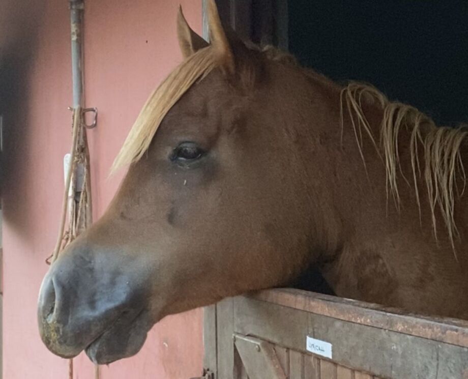 Picada de cobra em cavalo: Confira os principais sinais do problema