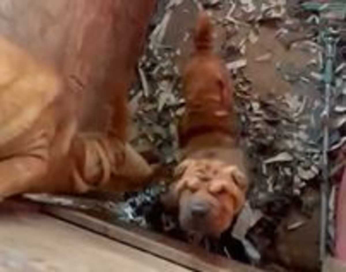 Cerca de 50 cães são resgatados de cativeiro ilegal na Grande São Paulo -  Gazeta de São Paulo